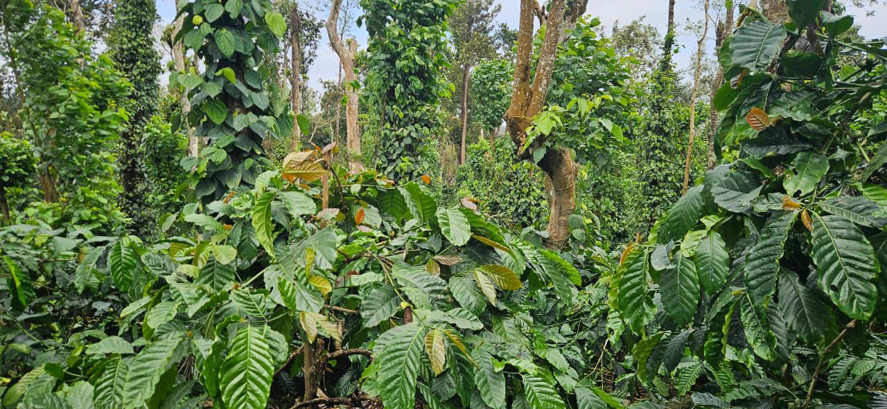 45 Acre Coffee & Pepper Estate for Sale – Near Belur 